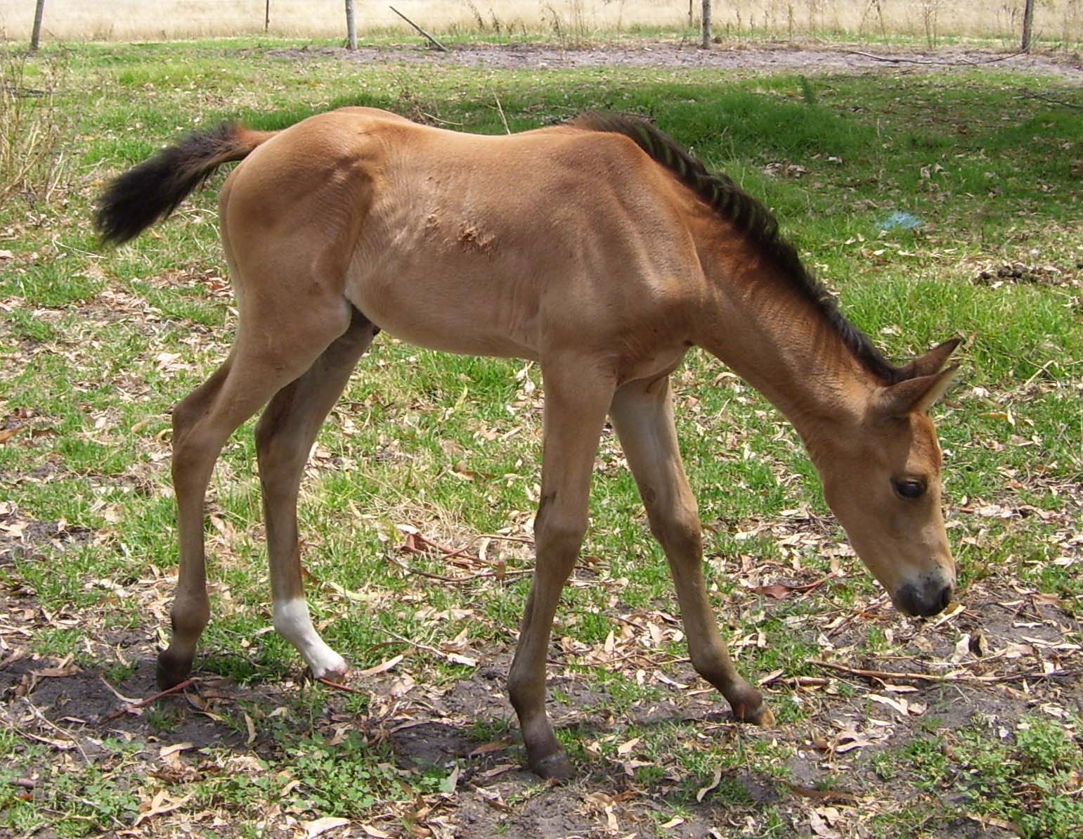 Buckskins