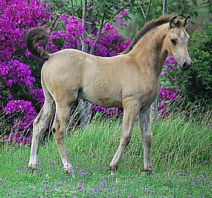 Shades of buckskin recognised by Dilutes Australia Ltd