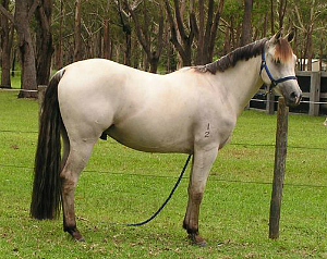 shades of buckskin coat colours