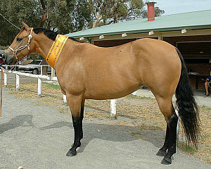 Buckskin Color Chart