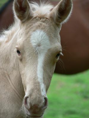 Face markings