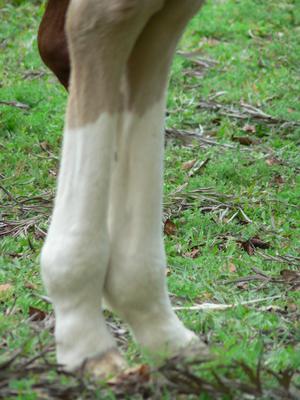 Hind leg markings