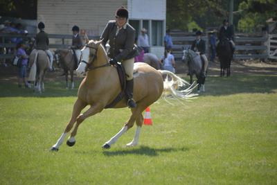 Champion Open Show Hunter Hack