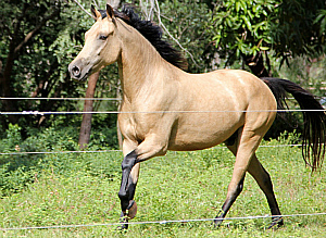 Shades of Buckskin Coat Colours
