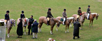 Palomino under saddle winning lineup