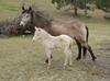 Dashka with perlino colt foal by Sting