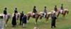 Palomino under saddle winning lineup