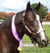 Otoe's Black Sugar at Nana Glen Show - Reserve Buckskin