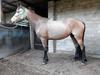 Dappled Buckskin Mare